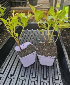 Night Blooming Jasmine Live Plant – 3-6