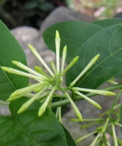 Night Blooming Jasmine Live Plant – 3-6