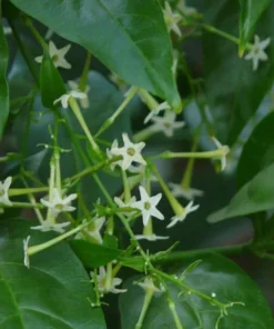 Night Blooming Jasmine Live Plant – 3-6