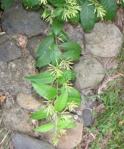 Night Blooming Jasmine Live Plant – 3-6