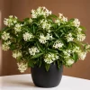 Night Blooming Jasmine Live Plant - 4-6 Inch Tall Cestrum Nocturnum, 3 Inch Pot - Image 1