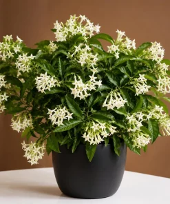Night Blooming Jasmine Live Plant - 4-6 Inch Tall Cestrum Nocturnum, 3 Inch Pot - Image 1