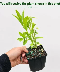 Night Blooming Jasmine Live Plant - 4-6 Inch Tall Cestrum Nocturnum, 3 Inch Pot - Image 2