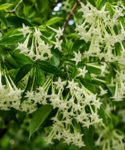 Night Blooming Jasmine Live Plant - 4-6 Inch Tall Cestrum Nocturnum, 3 Inch Pot - Image 5