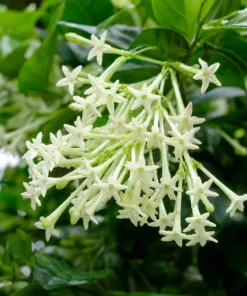 Night Blooming Jasmine Live Plant - 4-6 Inch Tall Cestrum Nocturnum, 3 Inch Pot - Image 7