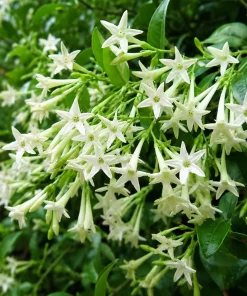 Night Blooming Jasmine Live Plant - Cestrum nocturnum - 4-6 Inch Tall in 3 Inch Pot - Fragrant Outdoor Shrub - Image 3