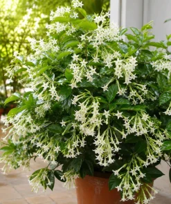 Night Blooming Jasmine Live Plant - Cestrum nocturnum - 4-6 Inch Tall in 3 Inch Pot - Fragrant Outdoor Shrub - Image 6