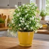 Night Blooming Jasmine Live Plant - Cestrum nocturnum - 4-6 Inch Tall in 3 Inch Pot - Fragrant Outdoor Shrub - Image 1