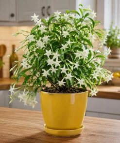 Night Blooming Jasmine Live Plant - Cestrum nocturnum - 4-6 Inch Tall in 3 Inch Pot - Fragrant Outdoor Shrub - Image 1