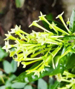 Night Blooming Jasmine Live Plant – Fragrant Shrub – 4 inch Pot – Outdoor - Image 2