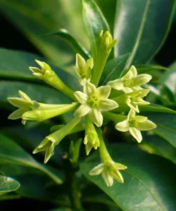 Night Blooming Jasmine Live Plant – Fragrant Shrub – 4 inch Pot – Outdoor - Image 3