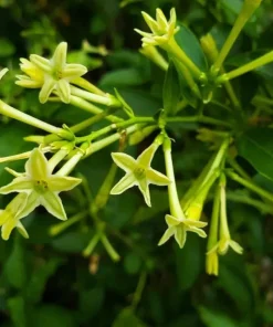 Night Blooming Jasmine Live Plant – Fragrant Shrub – 4 inch Pot – Outdoor - Image 4
