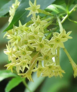 Night Blooming Jasmine Live Plant – Fragrant Shrub – 4 inch Pot – Outdoor - Image 5