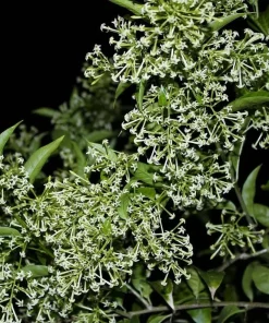 Night Blooming Jasmine Live Plant – Fragrant Shrub – 4 inch Pot – Outdoor - Image 6