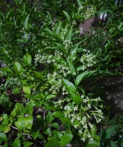 Night Blooming Jasmine Live Plant – Fragrant Shrub – 4 inch Pot – Outdoor - Image 7
