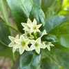 Night Blooming Jasmine Live Plant – Fragrant Shrub – 4 inch Pot – Outdoor - Image 1