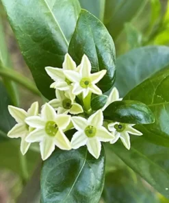 Night Blooming Jasmine Live Plant – Fragrant Shrub – 4 inch Pot – Outdoor - Image 1