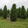 Nigra Dark Green Arborvitae Shrub - Thuja - Evergreen Live Plant - Image 1