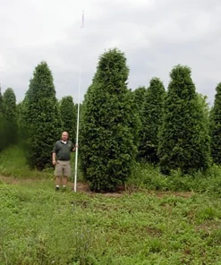 Nigra Dark Green Arborvitae Shrub - Thuja - Evergreen Live Plant - Image 1