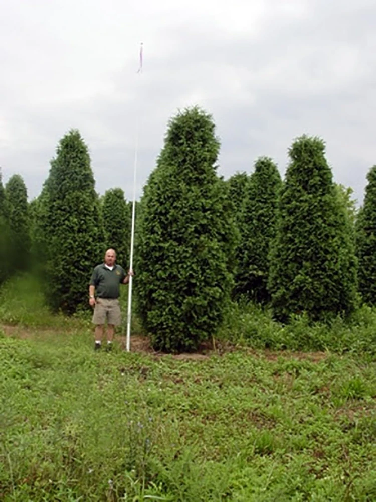 Nigra Dark Green Arborvitae Shrub - Thuja - Evergreen Live Plant - Image 1