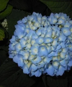 Nikko Blue Hydrangea Live Plant – 2 Pack – 2.5 inch Pot – Outdoor Shrub - Image 2