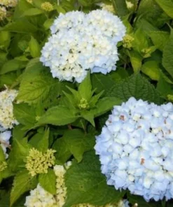 Nikko Blue Hydrangea Live Plant – 2 Pack – 2.5 inch Pot – Outdoor Shrub - Image 4
