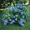Nikko Blue Hydrangea Live Plant – 2 Pack – 2.5 inch Pot – Outdoor Shrub - Image 1