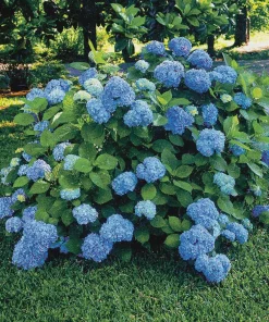 Nikko Blue Hydrangea Live Plant – 2 Pack – 2.5 inch Pot – Outdoor Shrub - Image 1