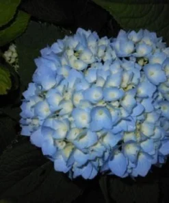 Nikko Blue Hydrangea Live Plant – 2.5 inch Pot – 6-12 inch Tall – Outdoor Shrub - Image 2