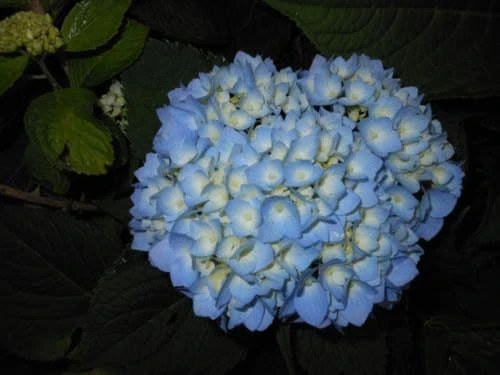 Nikko Blue Hydrangea Live Plant – 2.5 inch Pot – 6-12 inch Tall – Outdoor Shrub - Image 2