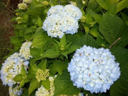 Nikko Blue Hydrangea Live Plant – 2.5 inch Pot – 6-12 inch Tall – Outdoor Shrub - Image 3