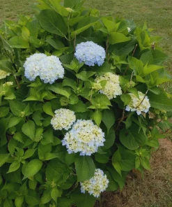 Nikko Blue Hydrangea Live Plant – 2.5 inch Pot – 6-12 inch Tall – Outdoor Shrub - Image 5