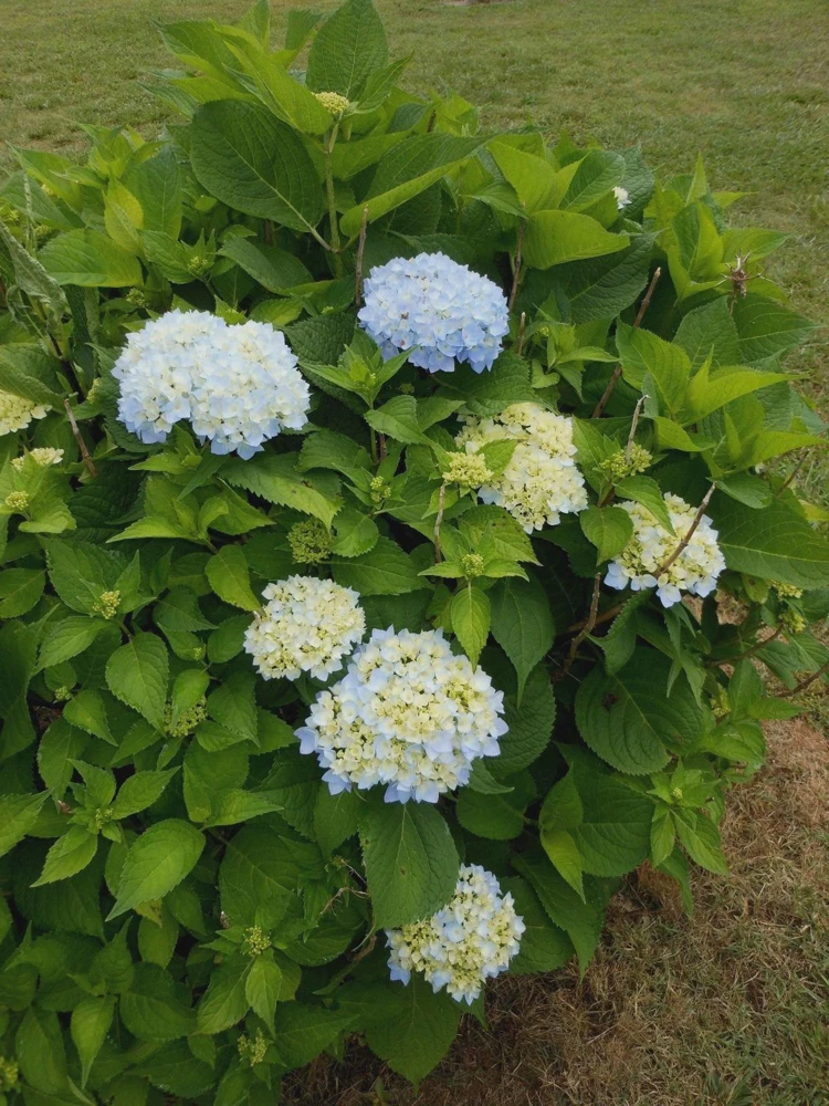 Nikko Blue Hydrangea Live Plant – 2.5 inch Pot – 6-12 inch Tall – Outdoor Shrub - Image 5