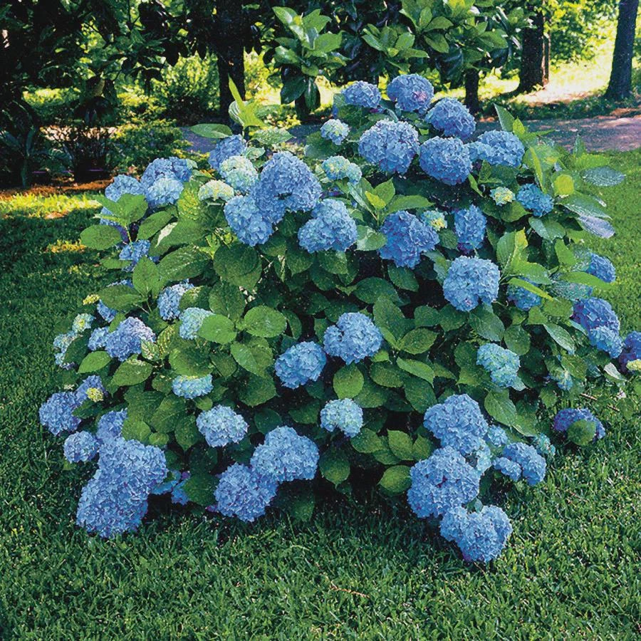 Nikko Blue Hydrangea Live Plant – 2.5 inch Pot – 6-12 inch Tall – Outdoor Shrub - Image 1