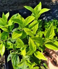 Nikko Blue Hydrangea Live Plant – 6-12