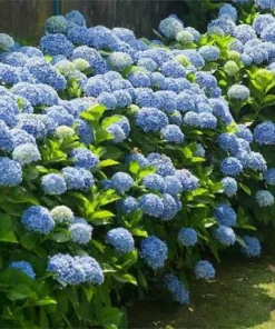 Nikko Blue Hydrangea Live Plant – 6-12