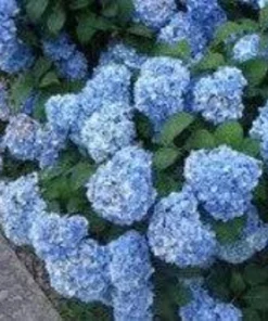 Nikko Blue Hydrangea Live Plant – 6-12