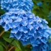 Nikko Blue Hydrangea Live Plant – 6-12" Starter Mophead Flower Perennial - Image 1