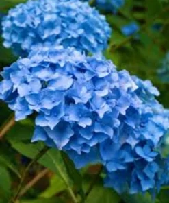 Nikko Blue Hydrangea Live Plant – 6-12