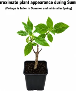 Nikko Blue Hydrangea Live Plant – 6-12