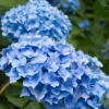 Nikko Blue Hydrangea Live Plant – 6-12" Tall Shrub – 2.5" Pot – Outdoor Flowering Bush - Image 1