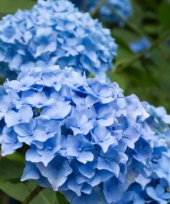 Nikko Blue Hydrangea Live Plant – 6-12