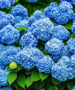 Nikko Blue Hydrangea Live Plant – 6-12