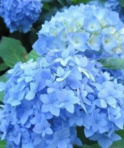 Nikko Blue Hydrangea Live Plant – 6-12