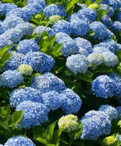 Nikko Blue Hydrangea Live Plant – 6-12