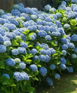 Nikko Blue Hydrangea Live Plant – 6-12