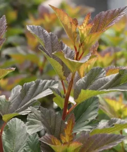 Ninebark Shrub Live Plant - Summer Wine Rose - Hardy Outdoor - 5-8 ft Mature Height - Image 2