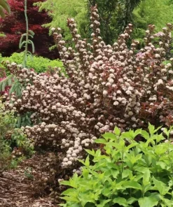 Ninebark Shrub Live Plant - Summer Wine Rose - Hardy Outdoor - 5-8 ft Mature Height - Image 3