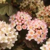 Ninebark Shrub Live Plant - Summer Wine Rose - Hardy Outdoor - 5-8 ft Mature Height - Image 1