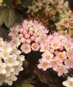 Ninebark Shrub Live Plant - Summer Wine Rose - Hardy Outdoor - 5-8 ft Mature Height - Image 1